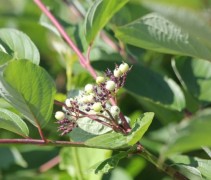 Cornus alba ‘Sibirica’