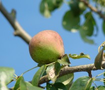 Pyrus communis 'Zoete Brederode' vrucht