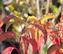 Stachyurus praecox