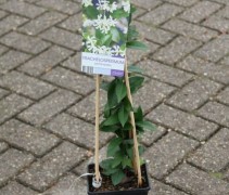 Trachelospermum jasminoides, Toscaanse jasmijn