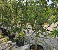 Malus dom. 'Ecolette' - Malus dom. 'Ecolette' - 1