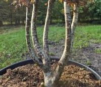 Acer palmatum 'Skeeter's Broom' - Japanse Esdoorn 'Skeeter's Broom' - 4