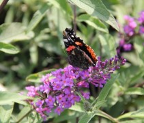 Buddleja davidii 'Ile de France' met een 'Nederlandse' vlinder