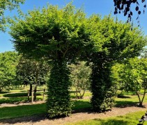 Carpinus betulus dakvorm