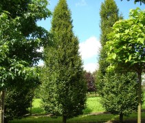 Carpinus betulus 'Frans Fontaine'