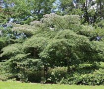 Cornus Kousa