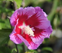 Hibiscus syricacus 'Purple Pillar'
