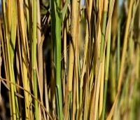 Panicum virgatum 'Northwind' - Vingergras 'Northwind' - november 2024