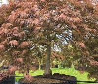 Acer palmatum 'Inaba-shidare' - Japanse Esdoorn 'Inaba-shidare' - 2