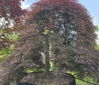 Acer palmatum 'Inaba-shidare' - Japanse Esdoorn 'Inaba-shidare' - 1