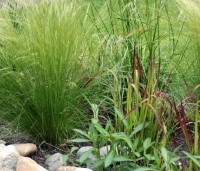 Imperata cylindrica 'Red Baron' - bloedgras - 1