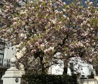Magnolia soulangeana - Magnolia soulangeana - 6