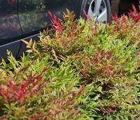 Nandina domestica - Hemelse bamboe - Mix diverse soorten. toepassing als laag haagje