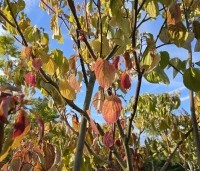 Cornus controversa - Reuzenkornoelje - 1