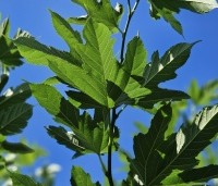 Morus alba 'Macrophylla' - Witte moerbei - 2