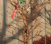 Viburnum plicatum 'Watanabe' potplant (januari)