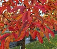 Nyssa sylvatica - Zwarte tulepoboom - 1