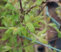 Kolkwitzia amabilis