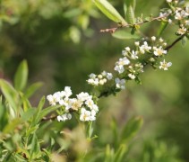 Spiraea cinerea 'Grefsheim'