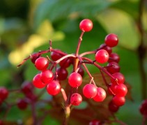 Viburnum opulus