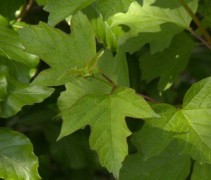 Viburnum opulus