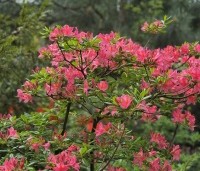 Rhododendron 'Jolie Madame'' - Azalea 'Jolie Madame' - 2