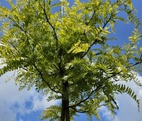 Gleditsia triacanthos 'Sunburst' - Valse christusdoorn - 2