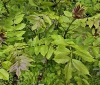Fraxinus excelsior - Es - jong blad