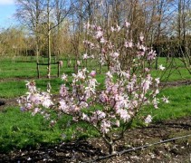 Magnolia loebneri 'Leonard Messel' 