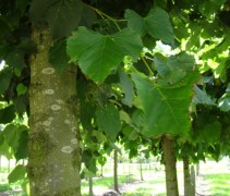 Stam Tilia americana ‘Nova’ 