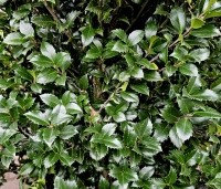Ilex meserveae 'Heckenstar' - Ilex meserveae 'Heckenfee' - 1