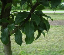 Magnolia ‘Susan’ blad