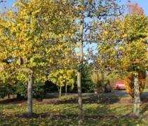 Malus domestica 'Gloster'