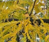 Gleditsia triacanthos 'Skyline' - Valse Christusdoorn 'Skyline' - 2