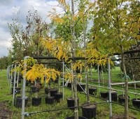 Gleditsia triacanthos 'Skyline' - Valse Christusdoorn 'Skyline' - 1