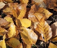 Betula nigra - Zwarte berk - geel herfstblad