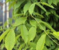 Acer carpinifolium - Haagbeukbladige Esdoorn - 3