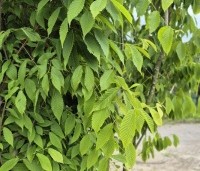 Acer carpinifolium - Haagbeukbladige Esdoorn - 2