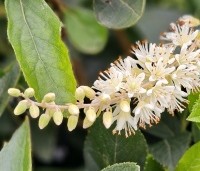 Clethra alnifolia 'Hummingbird' - Schijnsels 'Hummingbird' - 2