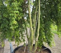 Acer palm. 'Ryusen' - Acer palm. 'Ryusen' - 6