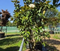Magnolia grandiflora 'Goliath' - Magnolia grandiflora 'Goliath' - 7