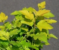 Physocarpus opulifolius 'Dart's Gold' - Blaasspiraea 'Dart's Gold' - 3