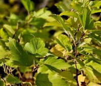 Physocarpus opulifolius 'Dart's Gold' - Blaasspiraea 'Dart's Gold' - 2