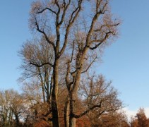 Liriodendron tulipifera in de tuinen van Paleis het Loo