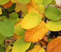 Magnolia Sieboldii herfstblad