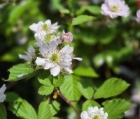 Rubus fruticosus 'Black Satin' - Doornloze braam 'Black Satin' - 1