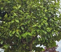 Camellia japonica 'Bonomiana Nova' - Camellia 'Bonomiana Nova' - 1