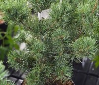 Pinus parviflora 'Schoon's Bonsai' - blauwnaaldige dwergpinus - 1