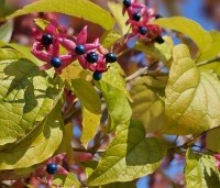 Clerodendrum trichotomum 'Purple Blaze' - Kansenboom 'Purple Blaze' - 1