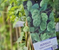 Humulus lupulus 'Nordbrau' - Hopplant voor bierbrouwers - 2